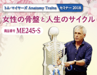g  }C[Y Anatomy Trains Z~i[2018<br>u̍ՂƐl̃TCNv<br>ySWEsz<br>(iԍME245-S)